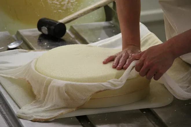 mains d'un apprenti fromager pressant un fromage sous étamine