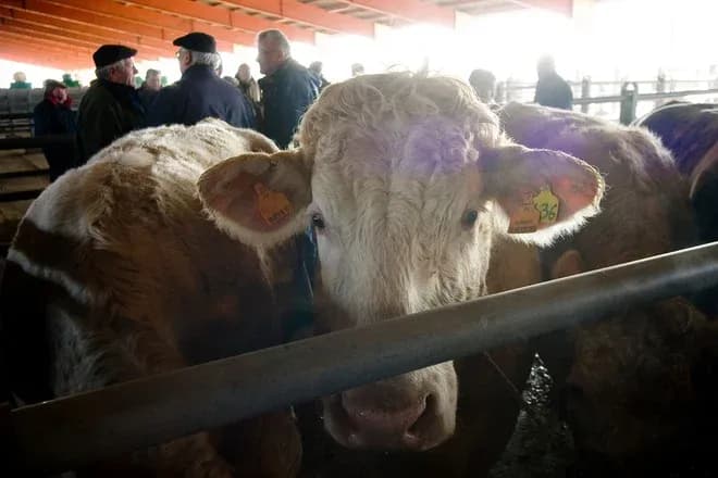 vache regardant la caméra dans un marché aux bestiaux