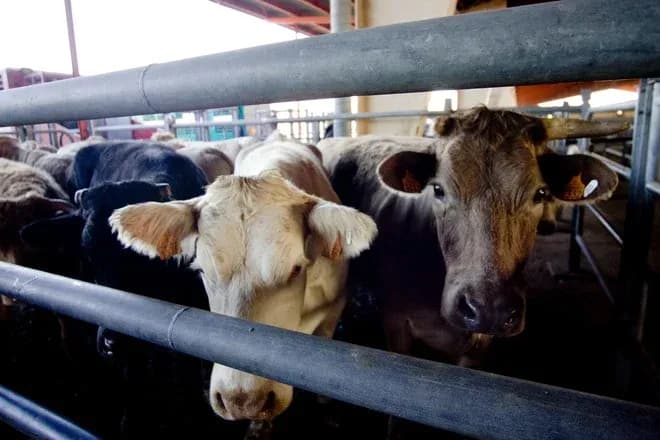 vaches regardant à travers des barrières dans un environnement d'élevage