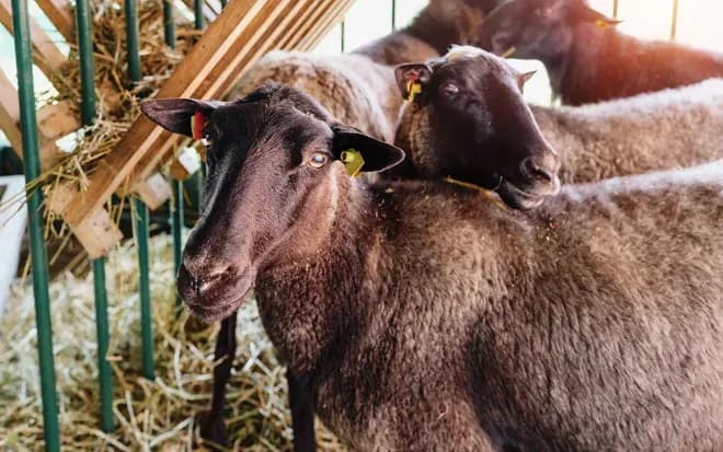 Moutons noirs à l'intérieur d'une bergerie près d'un râtelier à foin