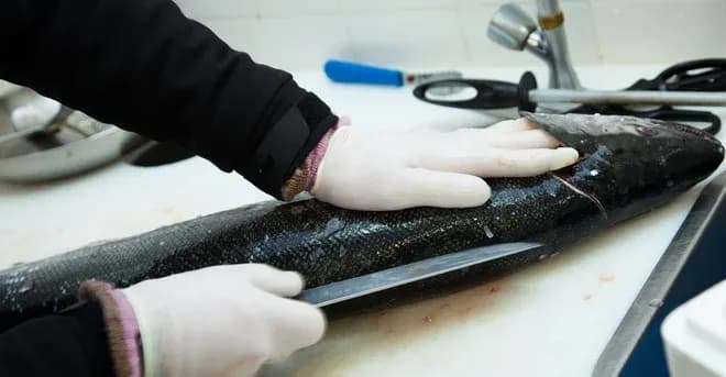 Préparation d'un poisson sur une planche avec un couteau et des gants en latex