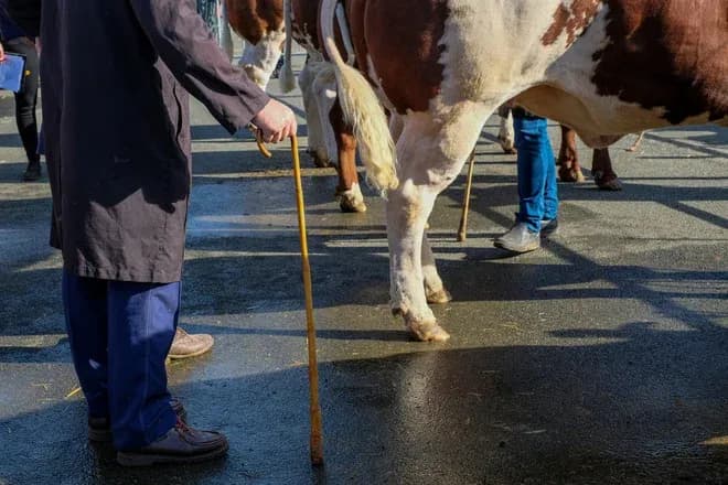 marchand tenant une canne près de vaches lors d'un marché