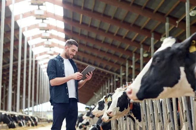 Homme utilisant une tablette dans une étable avec des vaches en arrière-plan