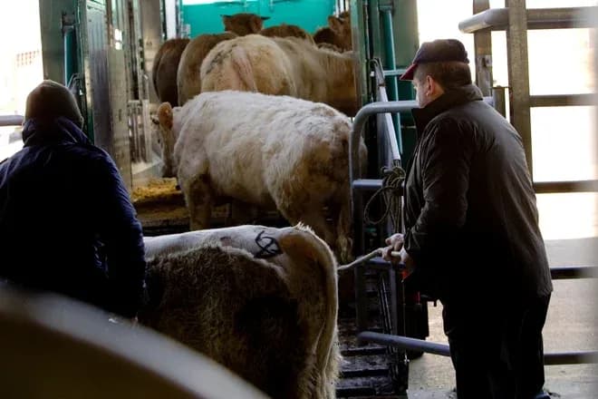 Transport de vaches dans un camion avec des personnes les guidant à l'intérieur