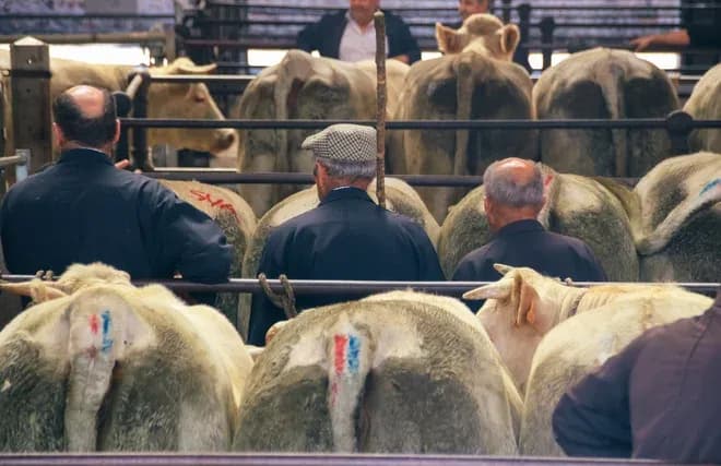 groupe d'hommes observant des vaches dans un marché agricole