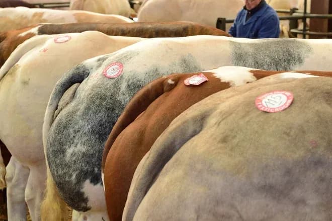 Vaches en vente avec étiquettes d'identification dans un marché agricole