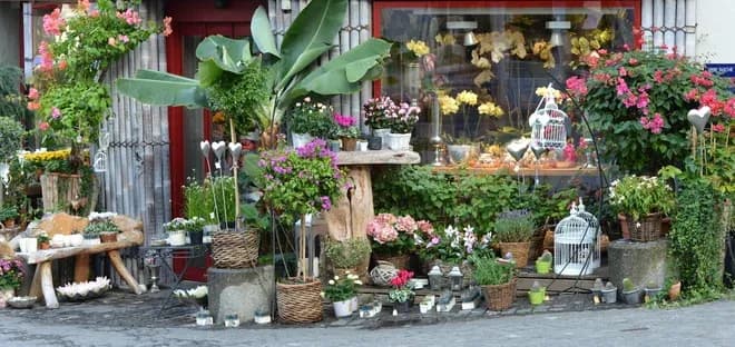 vitrine d'un fleuriste avec des plantes et des fleurs disposées sur des étagères en bois