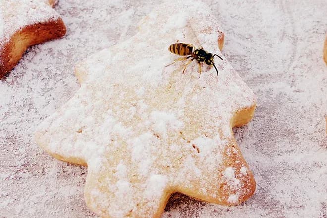 guêpe sur un biscuit en forme d'étoile saupoudré de sucre glace