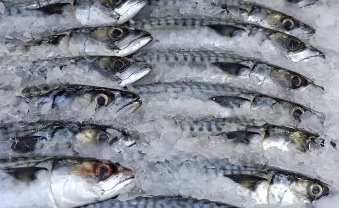 maquereaux entiers alignés sur glace pilée