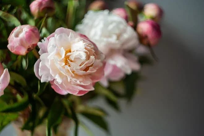 pivoines roses pâles en bouquet avec boutons et feuillage flou en arrière-plan