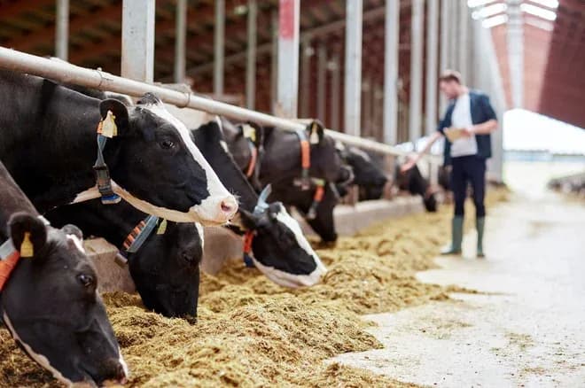 vaches en train de manger dans une étable avec un éleveur à proximité