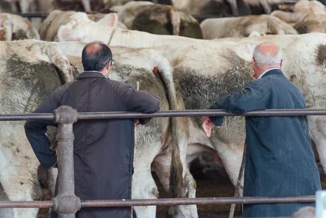 Deux hommes appuyés sur une barrière regardant des bovins