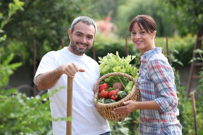 Cueillette de légumes dans un jardin