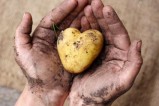 pomme de terre en forme de coeur