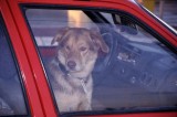 Chien assis dans une voiture rouge siège passager 