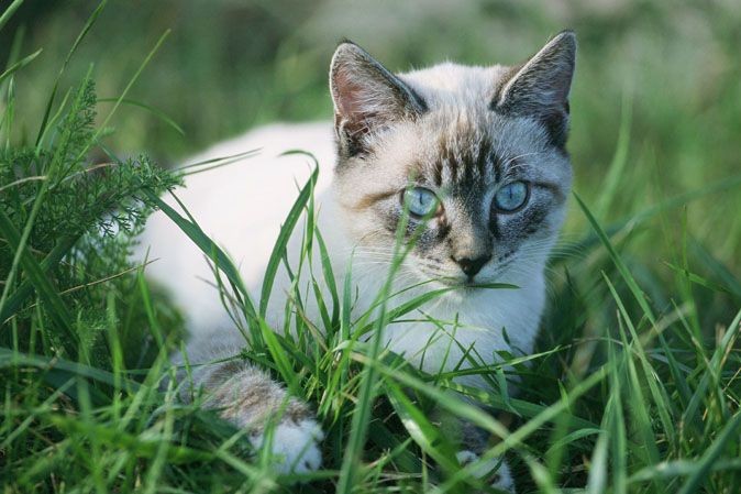 chat blanc dans l'herbe
