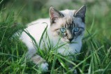 chat blanc dans l'herbe