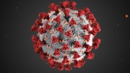 Image de synthèse représentant le coronavirus Covid-19