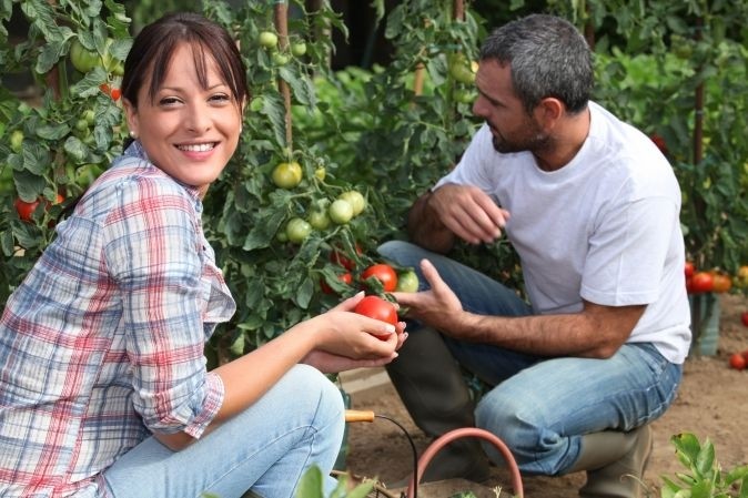 Un homme et une femme entrain de ramasser des tomates mûres dans un jardin
