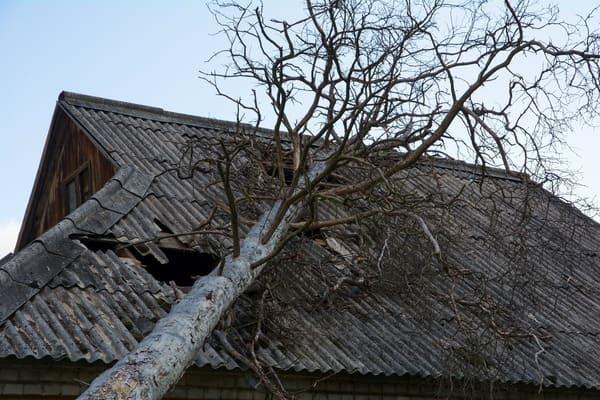 Arbre tombé sur un toit