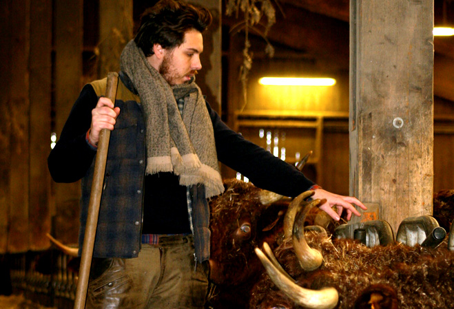 Arnaud Billon dans sa ferme en train de s'occuper de ses boeufs