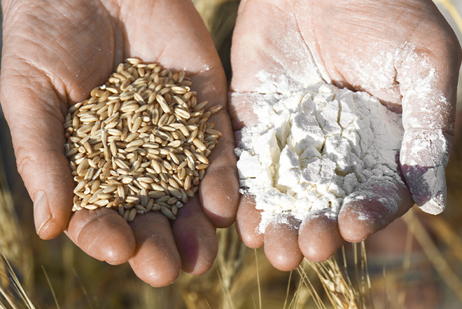 Grains de blé et farine de blé