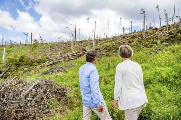 Forêt dévastée après une tempête