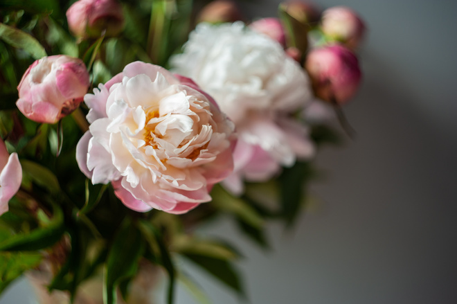 Gros plan sur des roses dans un magasin de fleurs