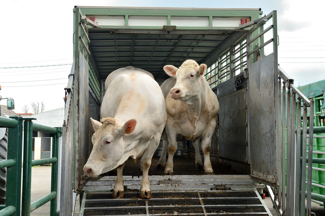 Transport de vaches